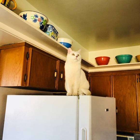 Meet your Posher, Julie - Picture 8 of 16